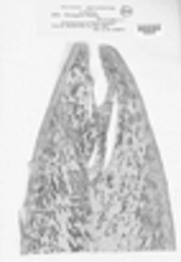 Zasmidium thaliae image